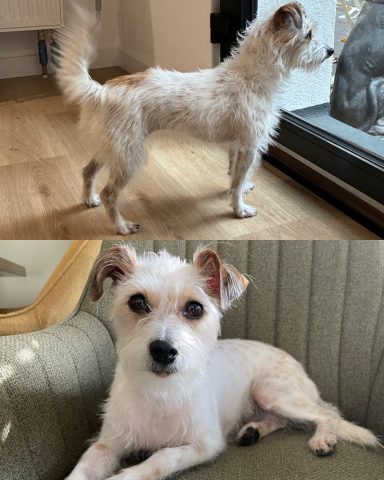 Terrier-Mix Foto eines Hundes der Rasse Terrier-Mix vor und nach der Pflege bei Dée Scherer Salon & Spa für Vierbeiner