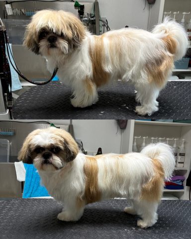 Shih Tzu Foto eines Hundes der Rasse Shih Tzu vor und nach der Pflege bei Dée Scherer Salon & Spa für Vierbeiner