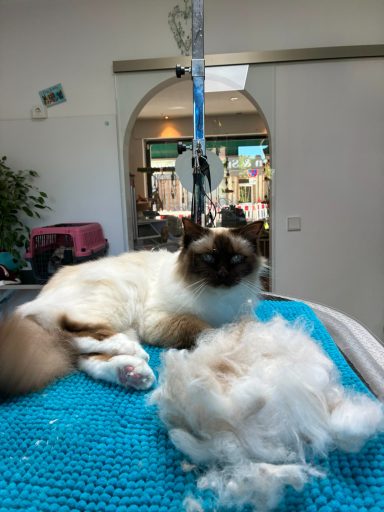 Foto einer Heiligen Birma Katze nach der Pflege bei Dée Scherer Salon & Spa für Vierbeiner