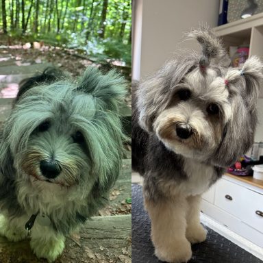 Foto eines Hundes der Rasse Tibet Terrier vor und nach der Pflege bei Dée Scherer Salon & Spa für Vierbeiner