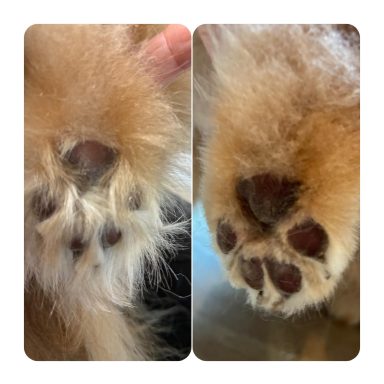 Pomeranian Foto der Pfotenunterseite eines Hundes der Rasse Pomeranian vor und nach der Pflege bei Dée Scherer Salon & Spa für Vierbeiner