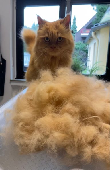 Foto einer Perser-Maine Coon-Mix Katze nach der Pflege bei Dée Scherer Salon & Spa für Vierbeine
