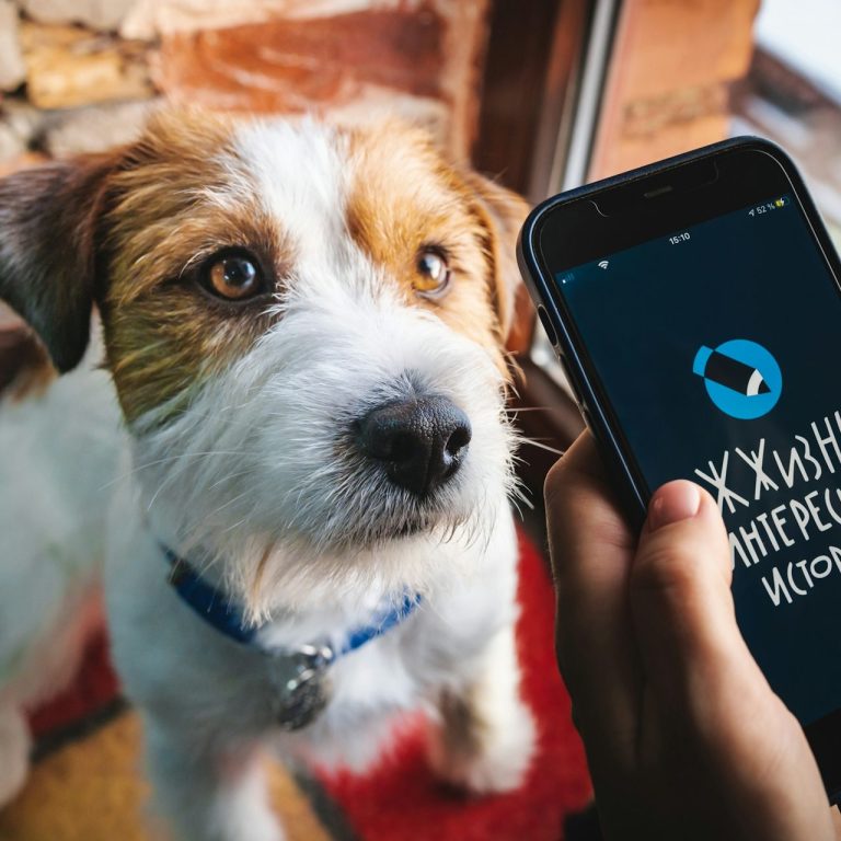 Hund mit braun-weißen Flecken blickt auf ein Smartphone mit einer App-Anzeige.