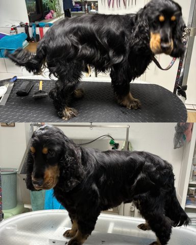 Cocker Spaniel Foto eines Hundes der Rasse Cocker Spaniel vor und nach der Pflege bei Dée Scherer Salon & Spa für Vierbeiner