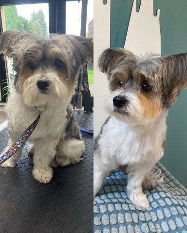 Malteser-Yorki-Mix Foto eines Hundes der Rasse Malteser-Yorki-Mix vor und nach der Pflege bei Dée Scherer Salon & Spa für Vierbeiner