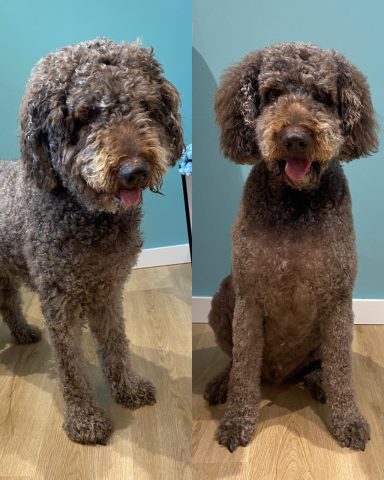 Doodle Foto eines Hundes der Rasse Doodle vor und nach der Pflege bei Dée Scherer Salon & Spa für Vierbeiner