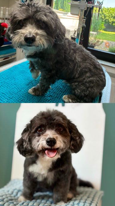 Foto eines Hundes der Rasse Bolonka vor und nach der Pflege bei Dée Scherer Salon & Spa für Vierbeiner