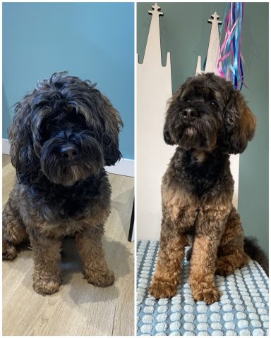 Cockapoo Foto eines Hundes der Rasse Cockapoo vor und nach der Pflege bei Dée Scherer Salon & Spa für Vierbeiner