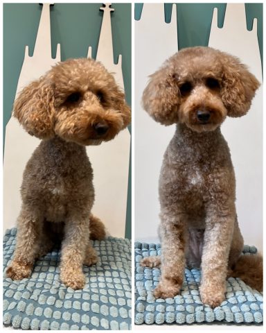 Pudel Foto eines Hundes der Rasse Pudel vor und nach der Pflege bei Dée Scherer Salon & Spa für Vierbeiner