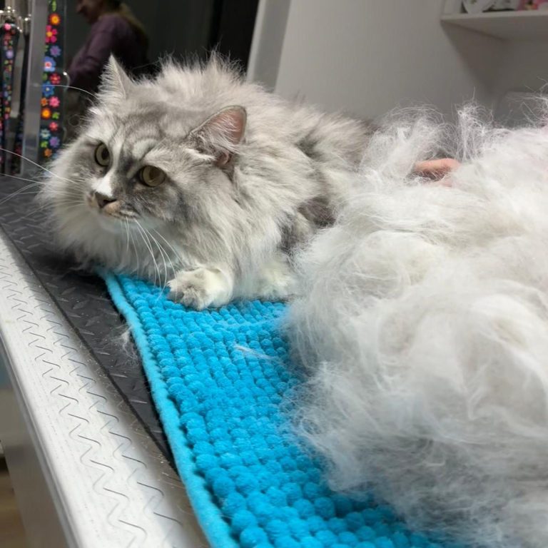 Hellgraue Europäisch Kurzhaarkatze wurde im Salon von Dée Scherer gepflegt & sitzt neben einem großen Berg herausgebürsteter Unterwolle