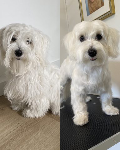 Malteser Foto eines Hundes der Rasse Malteser vor und nach der Pflege bei Dée Scherer Salon & Spa für Vierbeiner