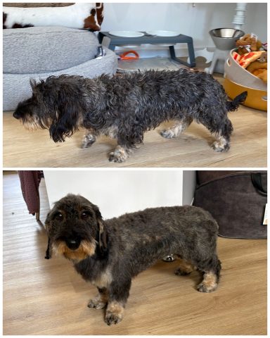 Rauhaardackel Foto eines Hundes der Rasse Rauhaardackel vor und nach der Pflege bei Dée Scherer Salon & Spa für Vierbeiner