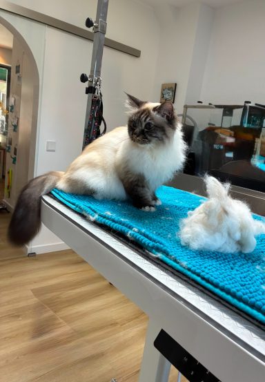 Foto einer Heiligen Birma Katze nach der Pflege bei Dée Scherer Salon & Spa für Vierbeiner