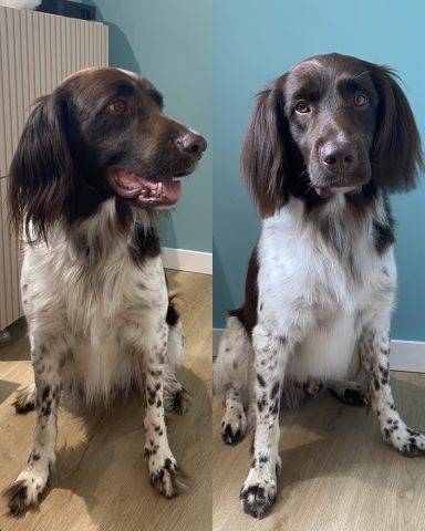 Kleiner Münsterländer Foto eines Hundes der Rasse Kleiner Münsterländer vor und nach der Pflege bei Dée Scherer Salon & Spa für Vierbeiner