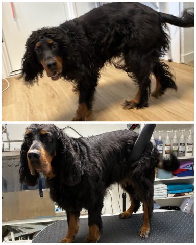 Gordon Setter Foto eines Hundes der Rasse Gordon Setter vor und nach der Pflege bei Dée Scherer Salon & Spa für Vierbeiner