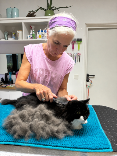 Foto einer Maincoo-Mix Katze nach der Pflege bei Dée Scherer Salon & Spa für Vierbeiner