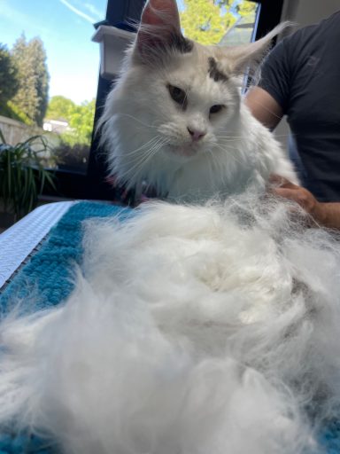 Foto einer Maine Coon Katze nach der Pflege bei Dée Scherer Salon & Spa für Vierbeiner