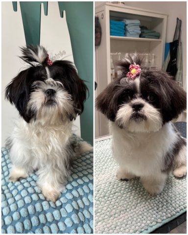 Shih Tzu Foto eines Hundes der Rasse Shih Tzu vor und nach der Pflege bei Dée Scherer Salon & Spa für Vierbeiner