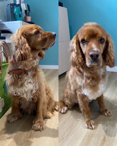 Cocker Spaniel Foto eines Hundes der Rasse Cocker Spaniel vor und nach der Pflege bei Dée Scherer Salon & Spa für Vierbeiner