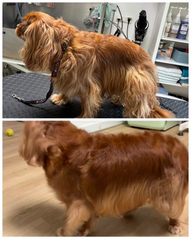 Cocker Spaniel Foto eines Hundes der Rasse Cocker Spaniel vor und nach der Pflege bei Dée Scherer Salon & Spa für Vierbeiner