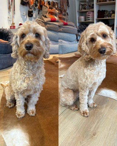 Cockapoo Foto eines Hundes der Rasse Cockapoo vor und nach der Pflege bei Dée Scherer Salon & Spa für Vierbeiner