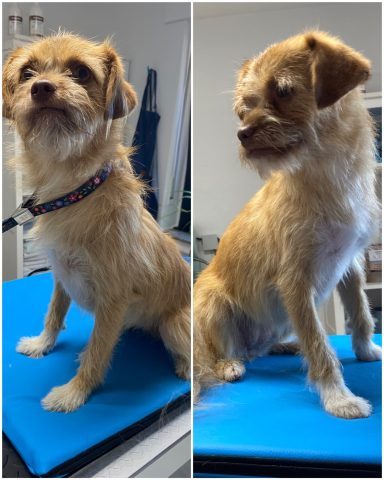 Border Terrier Foto eines Hundes der Rasse Border Terrier vor und nach der Pflege bei Dée Scherer Salon & Spa für Vierbeiner