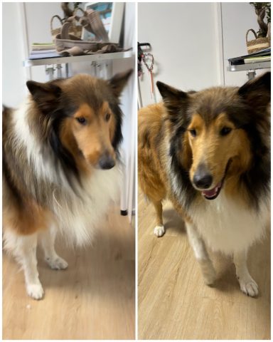 Collie Foto eines Hundes der Rasse Collie vor und nach der Pflege bei Dée Scherer Salon & Spa für Vierbeiner