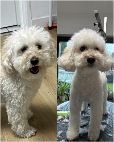 Zwergpudel Foto eines Hundes der Rasse Zwergpudel vor und nach der Pflege bei Dée Scherer Salon & Spa für Vierbeiner