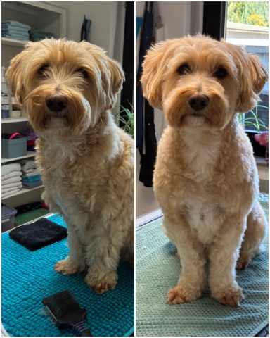 Havaneser Foto eines Hundes der Rasse Havaneser vor und nach der Pflege bei Dée Scherer Salon & Spa für Vierbeiner