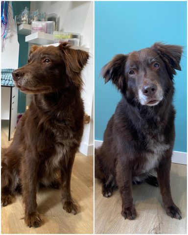 Labrador-Australien Shepherd-Mix Foto eines Hundes der Rasse Labrador-Australien Shepherd-Mix vor und nach der Pflege bei Dée Scherer Salon & Spa für Vierbeiner