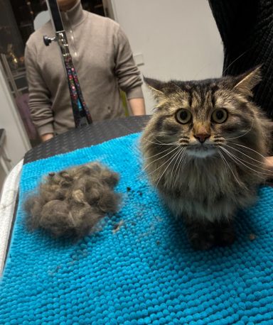 Foto eines Langhaarkaters nach der Pflege bei Dée Scherer Salon & Spa für Vierbeiner