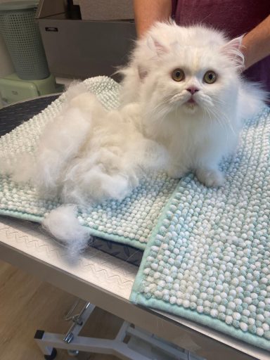 Foto eines Perser-Mix Katers nach der Pflege bei Dée Scherer Salon & Spa für Vierbeiner