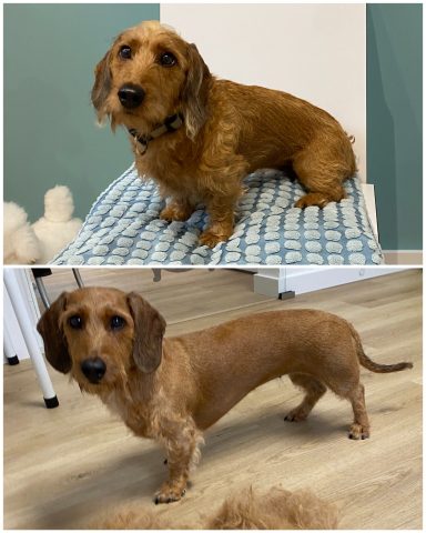 Rauhaardackel Foto eines Hundes der Rasse Rauaardackel vor und nach der Pflege bei Dée Scherer Salon & Spa für Vierbeiner