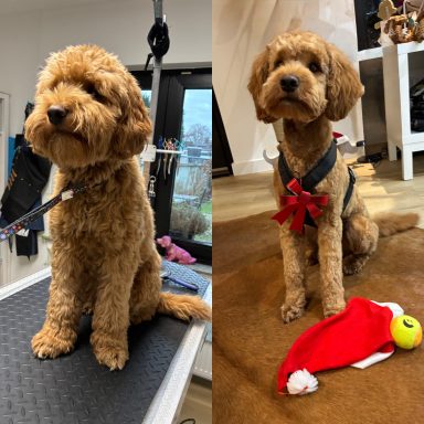 Doodle Foto eines Hundes der Rasse Doodle vor und nach der Pflege bei Dée Scherer Salon & Spa für Vierbeiner