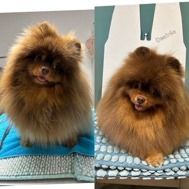 Pomeranian Foto eines Hundes der Rasse Pomeranian vor und nach der Pflege bei Dée Scherer Salon & Spa für Vierbeiner