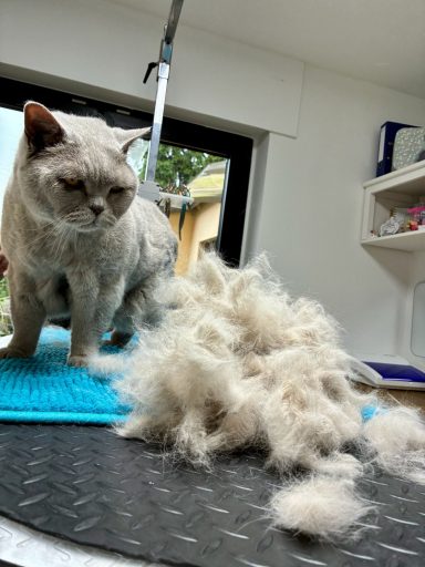 Foto eines British Kurzhaar Katers nach der Pflege bei Dée Scherer Salon & Spa für Vierbeiner