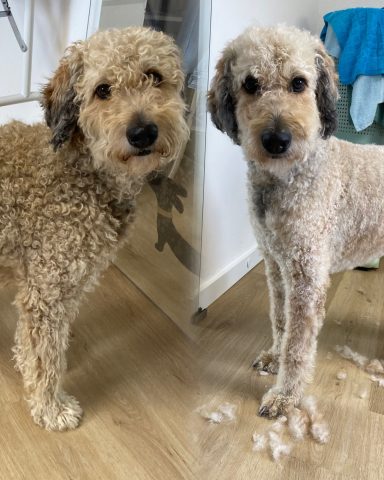 Doodle Foto eines Hundes der Rasse Doodle vor und nach der Pflege bei Dée Scherer Salon & Spa für Vierbeiner