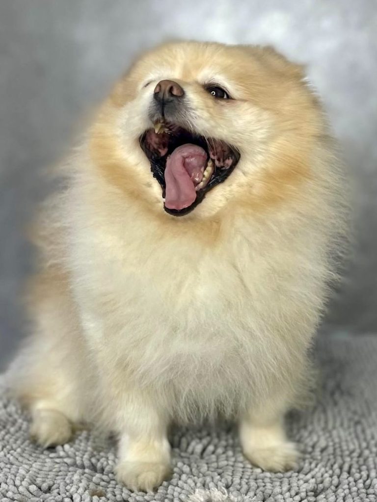 Ein sehr gut gepflegter Pomeranian mit vollem Fell nach dem Carding Programm.