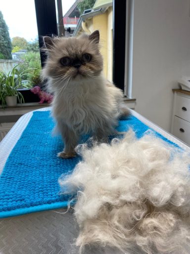 Foto einer Perserkatze nach der Pflege bei Dée Scherer Salon & Spa für Vierbeiner