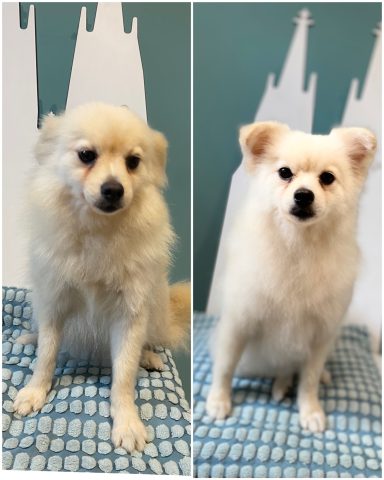 Mittelspitz Foto eines Hundes der Rasse Mittelspitz vor und nach der Pflege bei Dée Scherer Salon & Spa für Vierbeiner