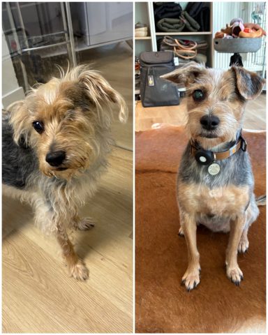 Terrier-Mix Foto eines Hundes der Rasse Terrier-Mix vor und nach der Pflege bei Dée Scherer Salon & Spa für Vierbeiner