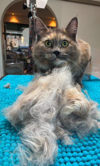 Foto einer Langhaarkatze nach der Pflege bei Dée Scherer Salon & Spa für Vierbeiner