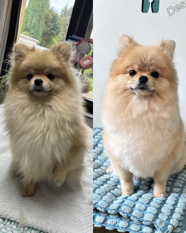 Foto eines Hundes der Rasse Pomeranian vor und nach der Pflege bei Dée Scherer Salon & Spa für Vierbeiner