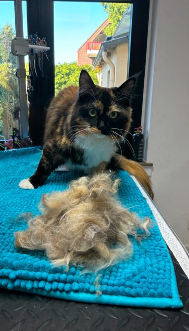 Foto einer Langhaarkatze nach der Pflege bei Dée Scherer Salon & Spa für Vierbeiner