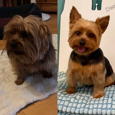 Foto eines Hundes der Rasse Yorkshire Terrier vor und nach der Pflege bei Dée Scherer Salon & Spa für Vierbeiner