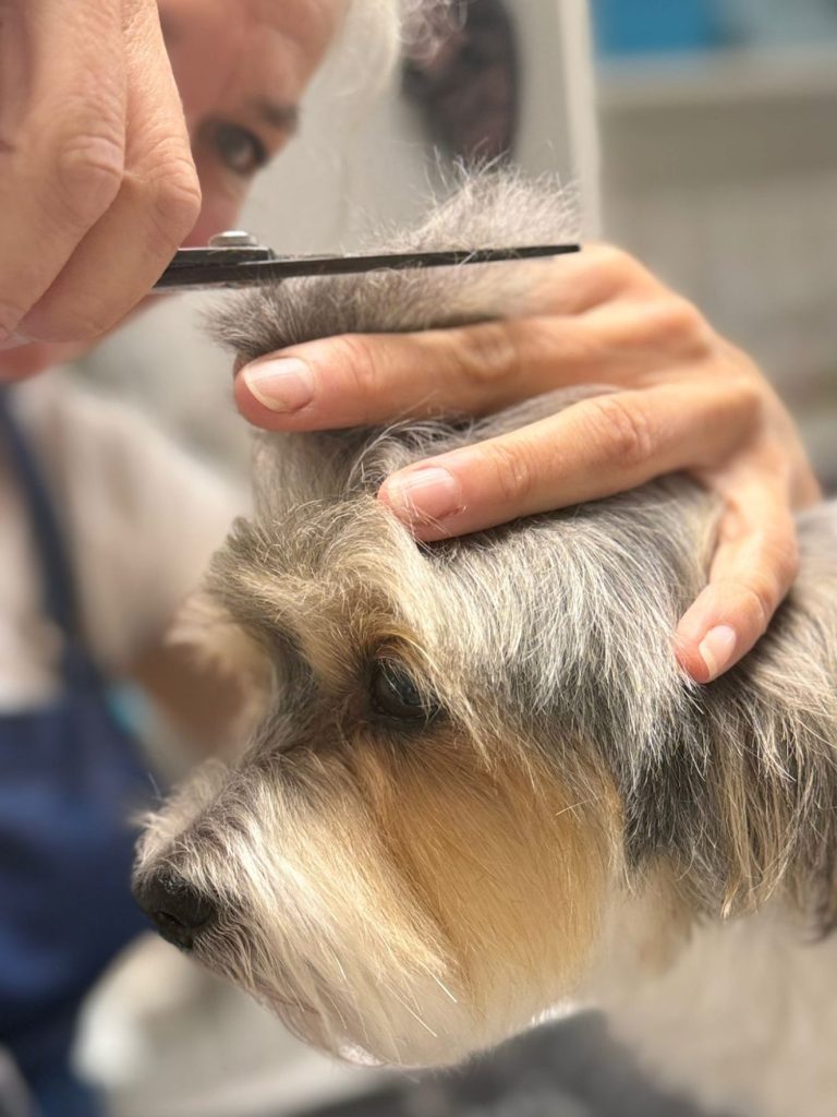 Premium-Programm: Baden, Föhnen, Bürsten, professioneller Schnitt mit Schere und Maschine, Augen-, Ohren-, Pfotenpflege Groomerin Desirée Scherer schneidet das Fell eines dreifarbigen Yorkshire-Havaneser-Mix in ihrem Salon.