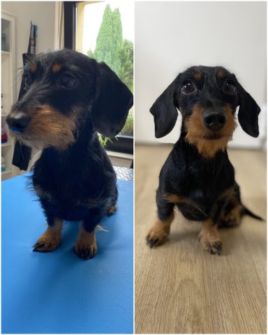 Zwergdackel Foto eines Hundes der Rasse Zwergdackel vor und nach der Pflege bei Dée Scherer Salon & Spa für Vierbeiner