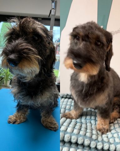 Rauhaardackel Foto eines Hundes der Rasse Rauhaardackel vor und nach der Pflege bei Dée Scherer Salon & Spa für Vierbeiner