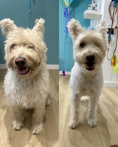 Mischling Foto eines Hundes der Rasse Mischling vor und nach der Pflege bei Dée Scherer Salon & Spa für Vierbeiner