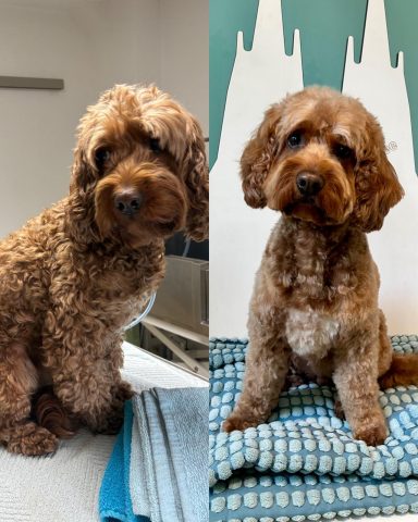 Foto eines Hundes der Rasse Cockapoo vor und nach der Pflege bei Dée Scherer Salon & Spa für Vierbeiner